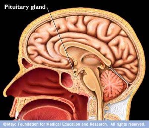 The pituitary gland produces a hormone that results in cortisol being released from the adrenal glands