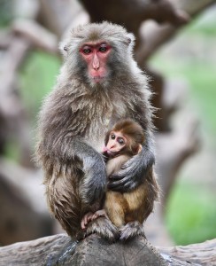 Clearly, this blog is much more than an opportunity to show cute photos of monkeys.