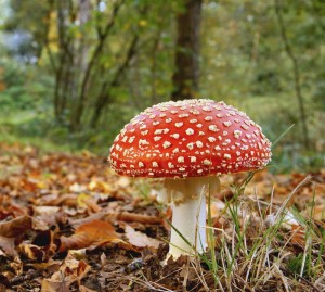 If you're human, steer clear of the red and white mushrooms. We elves gain great power from them, but they'll just make you feel very icky 